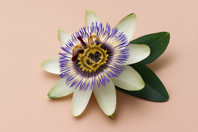 Passion Flower